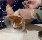 N1801038 Pulled from the water just seconds before it was too late