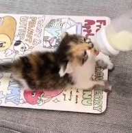 N1801039 Woman Rescues Newborn Kitten Just in Time You Won Believe What H