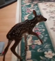 N1801040 Rescued with gentle hands… and released back to freedom