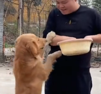 N0201047 Rescuing Golden Retriever on Brink of Death #rescue #cute