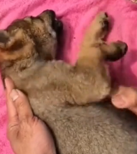 N1801041 From rescue to a real home, his journey finally begins