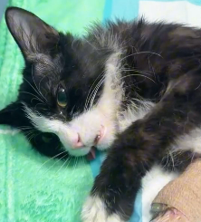 N1801042 She jumped out in fear… and nearly paid with her life