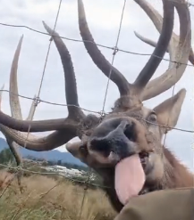 N1801043 One wrong move could have ended this elk’s life