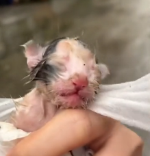 N1801044 Just born into the world… and already fighting to stay alive