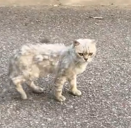 N1801045 She jumped out of the car in fear… and almost lost her life