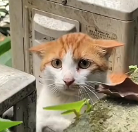 N1801046 Cat Fell Balcony What Happened Next Will Melt Your Hear