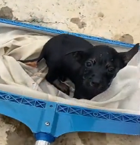 N1801048 The water was pulling him down… he couldn’t hold on much longer