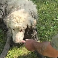 N1801049 Stuck in the swamp, his strength was fading fast