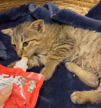 N1801050 Wounded and alone, this stray cat had nowhere left to go