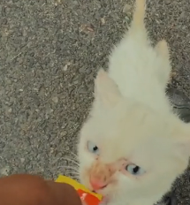 N0201048 Cat rope wrapped around its body was luckily saved #rescueanimal