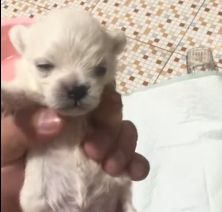 N1801051 Too young to understand pain, yet life was already so cruel