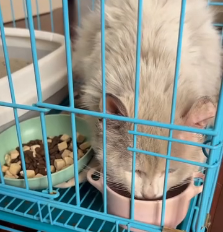 N1801054 This tiny kitten was seconds away from disappearing forever