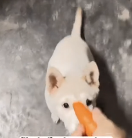 N1801055 On way home, found stray puppy had fallen into ditch#f…