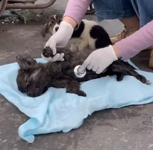 N1801056 Will you recuse those poor puppy if you see #animal #help #save