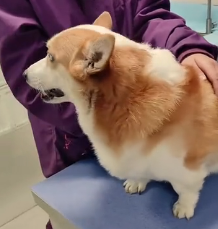 N1801057 On Way Home, Found Stray Corgi Paralysed Legs What Happe