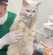 N1801058 All they could do was stand and watch… their eyes seemed to be pleading for a chance to live a better life