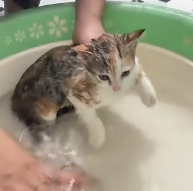 N1801059 If you see happen in your neighborhood will you help poor k