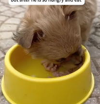 N1801060 Chained, abandoned, and forgotten… like his life never mattered