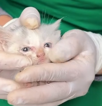 N0201049 Mother cat finds her hungry kitten in an abandoned house endi…