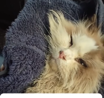 N1801062 day, you waited in corner death to come, but Mom found