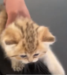 N1801063 While taking out trash, encountered kitten an injured hi