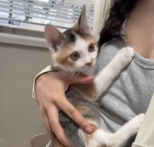 N1801065 found paralyzed kitten abandoned behind my car. Since we crossed