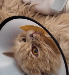 N1801066 In corner of an abandoned house lay cat awaiting death, its bod