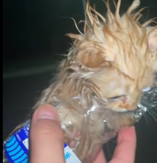 N1801067 On rainy night, encountered stray kitten was desperate to