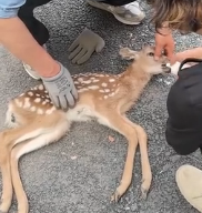 N1801068 playful little roe deer was trapped in fence. When rescued it