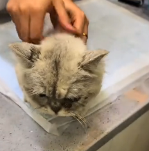 N1801070 There was stray cat hiding in corner, it seemed to be quietly w