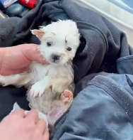 N1801080 Seeing abandoned puppy on icy water surface, was worried it w