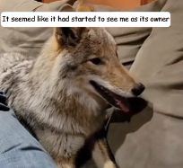 N1801081 rescued coyote trapped in front of car, an amazing story was