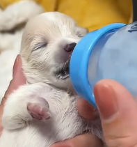 N1801082 They wandered the streets with empty stomachs and broken trust