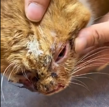 N1801083 They had no home, only each other