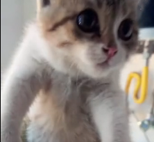 N0201006 Rescue stray cats#rescue #cute #helpanimals