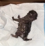 N1801084 Trapped in cement, this kitten was slowly losing her strength