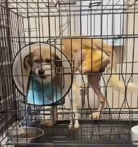 N1801086 They followed people quietly, hoping someone would care