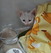 N1801087 Hiding together, these stray cats were trying to stay alive