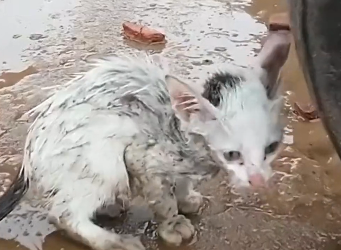 N0201050Two kittens lost their mother standing in rain were luckily rescu…