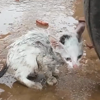 N0201050Two kittens lost their mother standing in rain were luckily rescu…