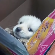 N1801089 Trapped in a ditch, they were slowly losing all hope