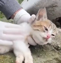 N0201051 Cold hungry stray cat exhausted skinny lucky to be rescued #r…