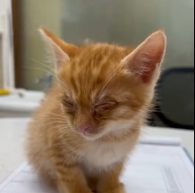 N1801090 Beside trash can, found tiny orange cat,all soaked through