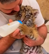 N1801091 Separated from his mother, this newborn cub cried in fear