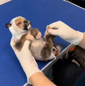 N1801092 Rescuing Puppy Surrounded by Flies Maggots