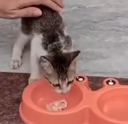 N1801093 Rescued Lucky Kitten on Foam board after Flood