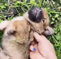 N1801094 Weak, scared, and abandoned… he had nothing left