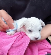 N1801095 Abandoned on the roadside, waiting for someone to notice him