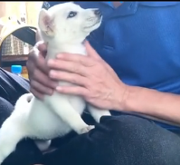 N1801096 Abandoned with nothing but fear in his eyes