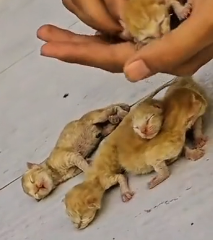 N1801097 Rescued family of cats on side of road being surprised